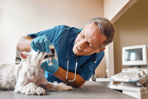Best Emergency Care for Gum Disease in Meadow Les, AK